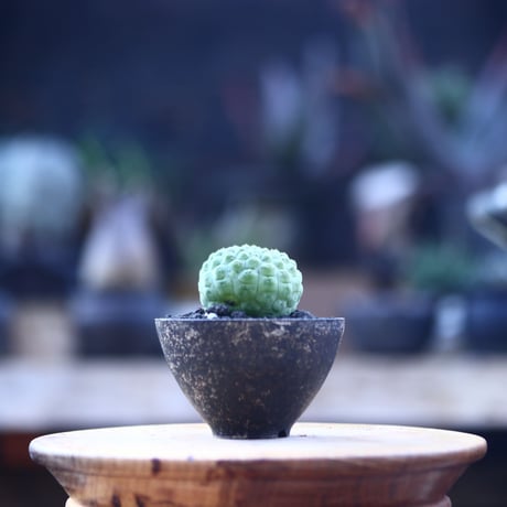 ラリレアキア カクティフォルメ 仏頭玉   Larryleachia cactiformis   no.21437