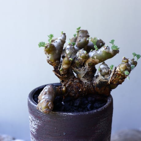 サルコカウロン  ムルチフィズム  Sarcocaulon multifidum  no.60229
