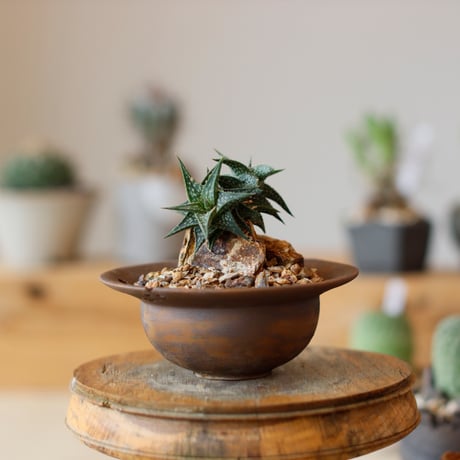 Aloe descoingsii × takero pot (3号)  no.111/20