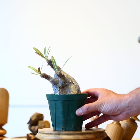 パキポディウム  グラキリス / Pachypodium  gracilius   no.52817