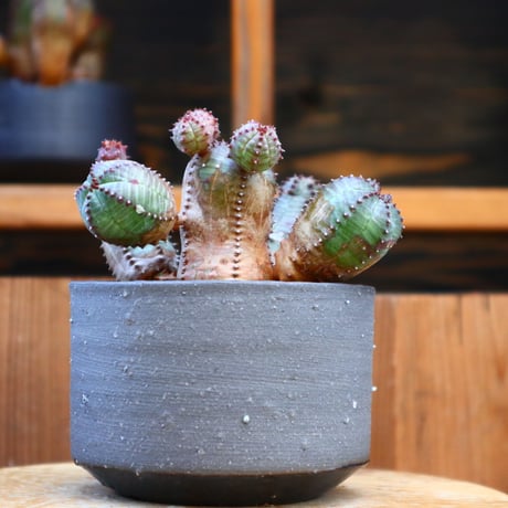 ユーフォルビア  オベサ hyb.／Euphorbia obesa hyb.   no.60534