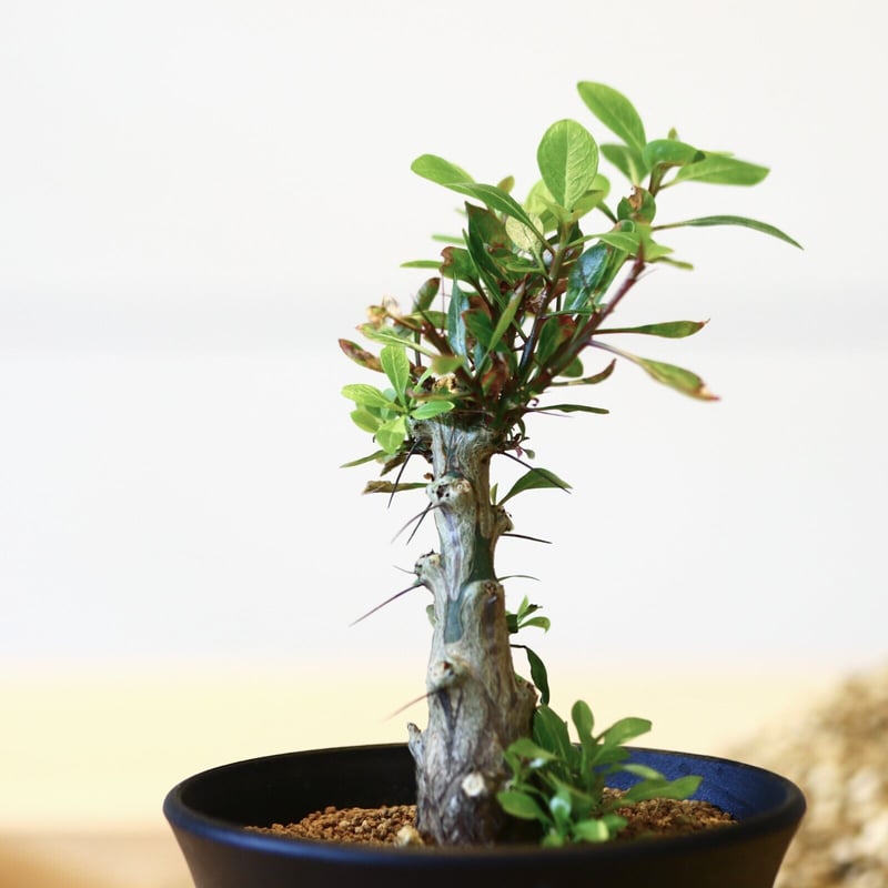 フォークイエリア ファシクラータ / Fouquieria fasciculata no.4 フォークイエリア ファシクラータ / Fouquieria fasciculata no.4