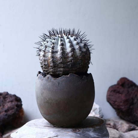 コピアポア 黒王丸     Copiapoa cinerea   no.90129