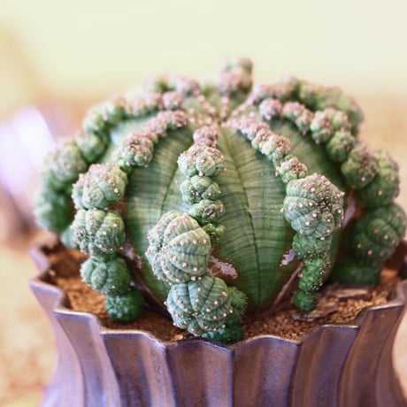 ユーフォルビア  仔吹きシンメトリカ / Euphorbia  symmetrica   no.52124