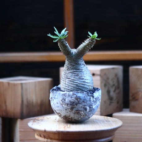 パキポディウム  グラキリス ／Pachypodium  gracilius     no.110721