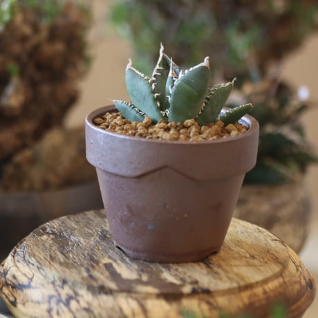 Agave titanota South African Diamond "SAD" × YAMABACHI var. 六本芽  no.81895