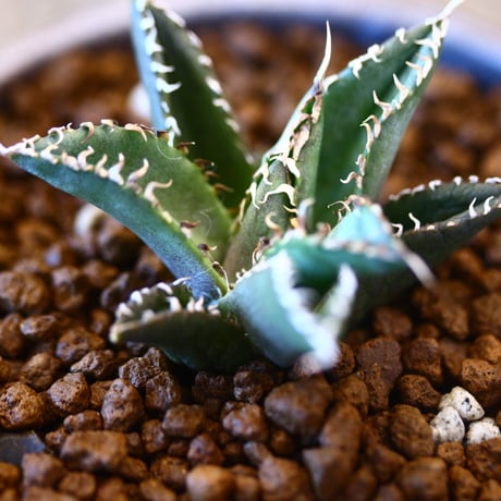 YAMABACHI ver. takero pot × Agave titanota "Filigree crested  no.102244