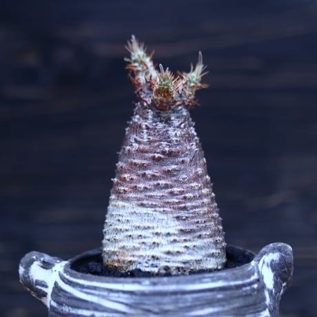 パキポディウム  グラキリス   Pachypodium  gracilius       no.30704