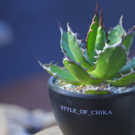 アガベ ホリダ    Agave horrida     no.20738-2