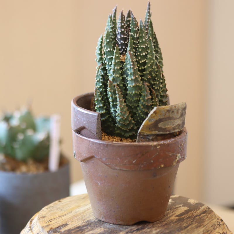 Haworthia maxima ×YAMABACHI var. 六本芽 no.90145