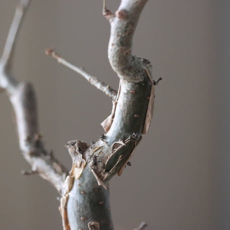Bursera fagaroides × soso  no.51938