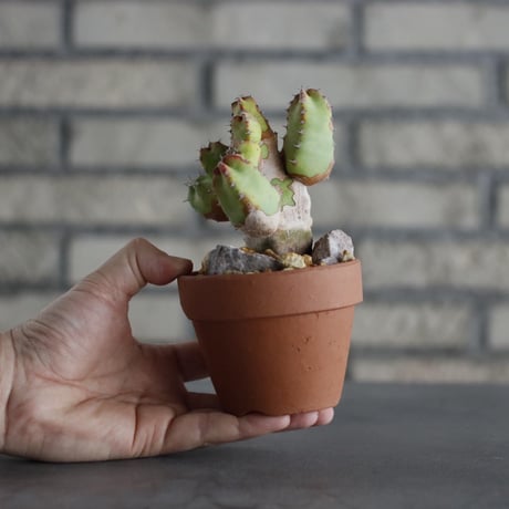Euphorbia resinifera × YAMABACHI (3号) no.607/24