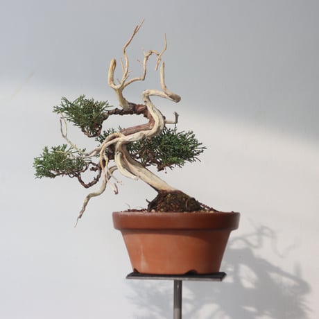 真柏 / YOSHIZAWA3-SHOHINBONSAI   no.223-46