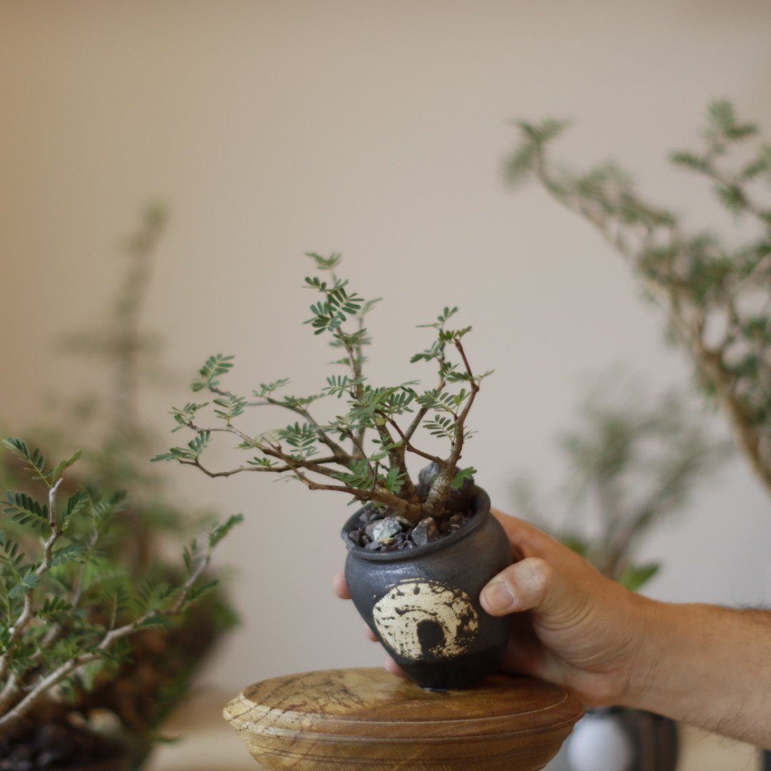 Senna meridionalis × N/OH (2.5号) no.1123/14 |