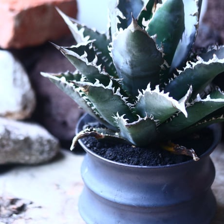 アガベ チタノタ     Agave titanota    no.42697