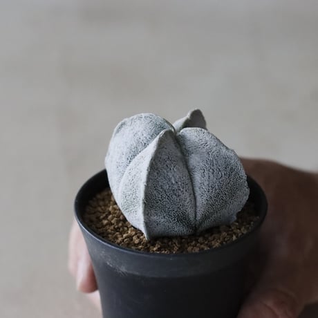 Astrophytum myriostigma / 白ランポー玉  (2.5号鉢)  no.913/48