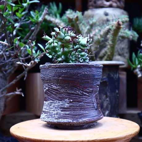 ユーフォルビア  ホリダ モンスト／Euphorbia horrida f. monstruosa   no.60620