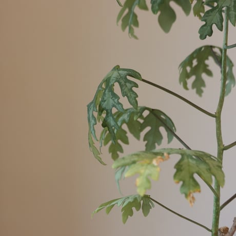Adenia metamorpha   no.920-28