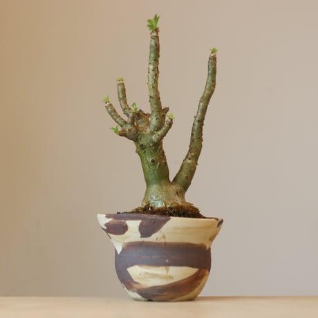 Tylecodon paniculatus × Mie Maeda   no.309-5