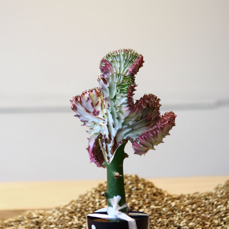 特大　Euphorbia lactea 綴化　斑入り　鉢のまま発送　コーデックス 特大 Euphorbia lactea 綴化 斑入り 鉢のまま発送 コーデックス