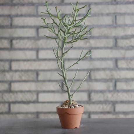 Euphorbia arahaka (アラハカ)/ Madagascar / T.W. × YAMABACHI (3号) no.329/44