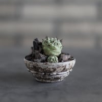 Ortegocactus macdougallii  × takero pot (2.5号)  no.907-50