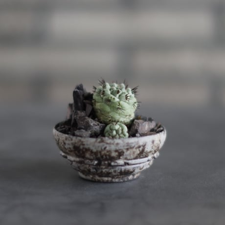 Ortegocactus macdougallii  × takero pot (2.5号)  no.907-50