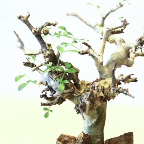 コミフォラ ストックシアナ / Commiphora stocksiana   no.43012