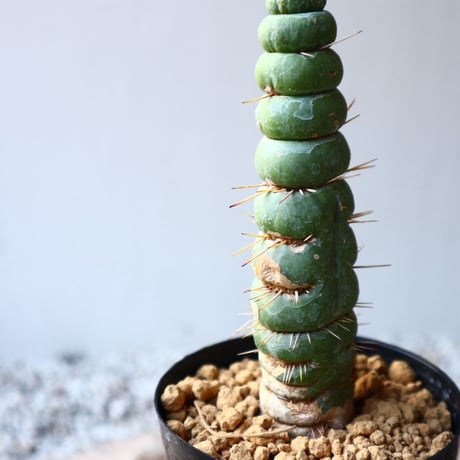 ユーリキニア   カスタネア   スピラリ    Eulychnia castanea f. 'spiralis'  no.111104