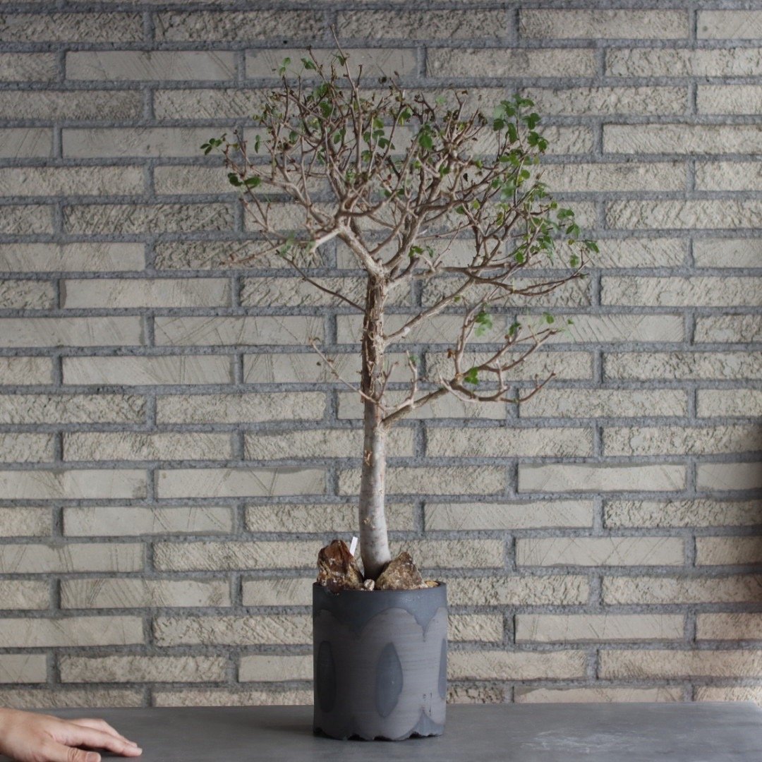Bursera fagaroides × N/OH (5号) no.510/1 | 芽の巣山