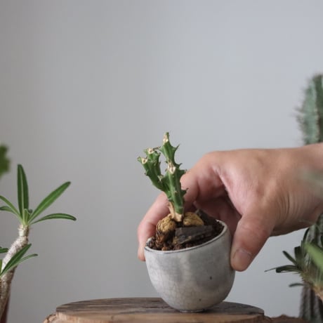 Euphorbia knuthii × N/OH  no.51202