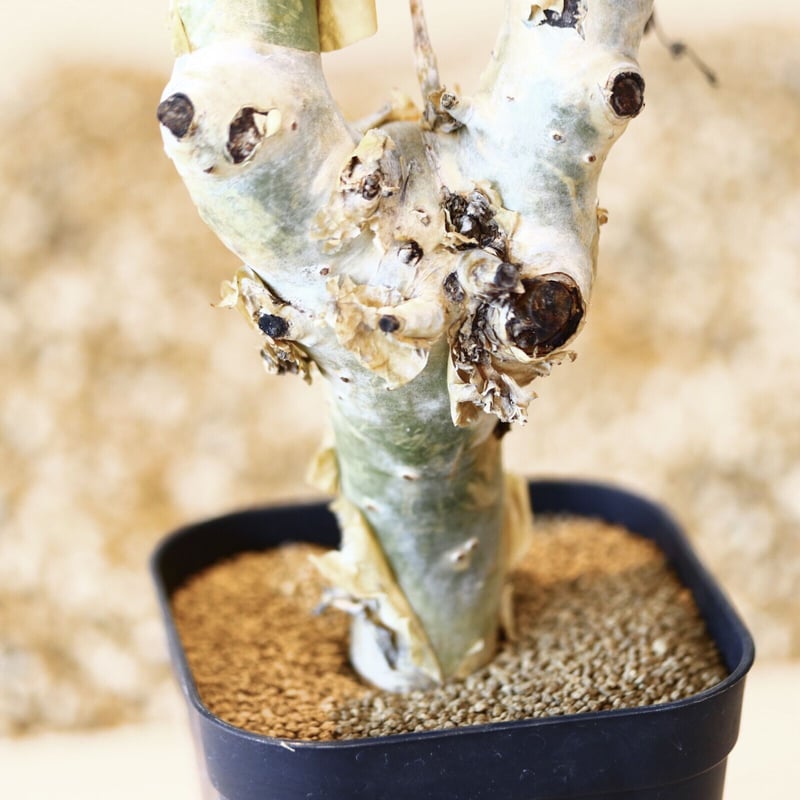 コミフォラ　ストックシアナ　現地球　発根済み　白　ぺりぺり コミフォラ ストックシアナ 現地球 発根済み 白 ぺりぺり