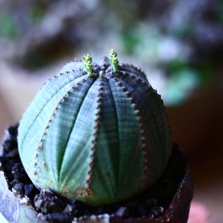 ユーフォルビア  オベサ    Euphorbia obesa　no.81625-1