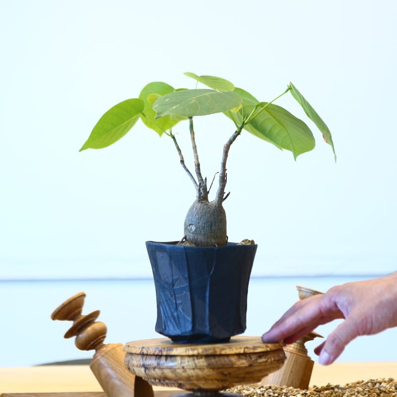 プセウドボンバックス エリプティクム / Pseudobombax ellipticum