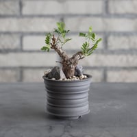 Senna meridionalis × takero pot (2.5号)  no.628/84