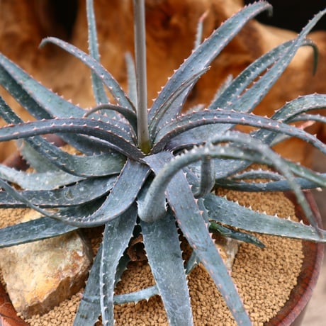 アロエ プセウドパルブラ / Aloe pseudoparvula   no.31213