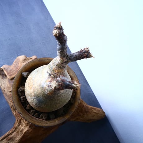 パキポディウム グラキリス Pachypodium rosulatum var. gracilius  No.31027