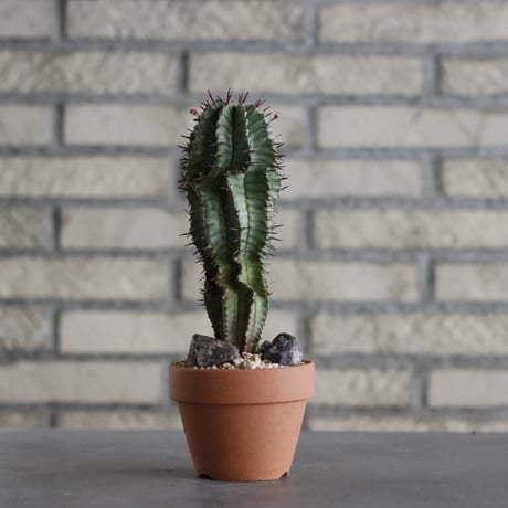 Euphorbia horrida × YAMABACHI (3号)  no.607/38