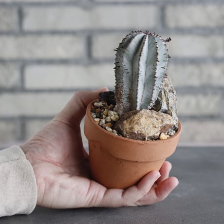 Euphorbia polygona × YAMABACHI (3号)  no.628/72