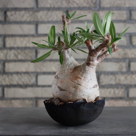 Pachypodium gracilius × takero pot (6.5号)  no.817-3