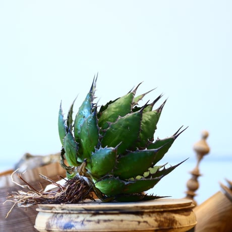 Agave horrida    no.121/8