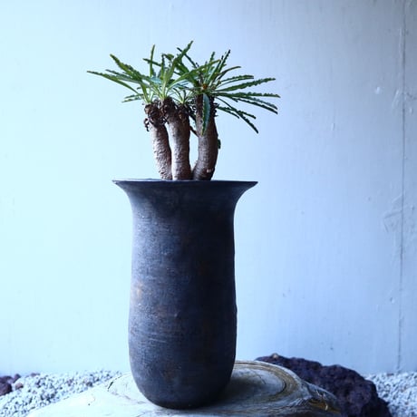 ユーフォルビア 　クリスパ　Euphorbia    crispa  no.21647