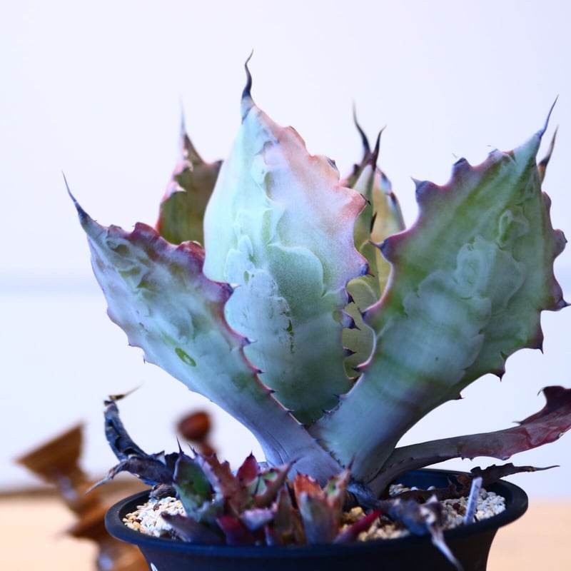アガベ コロラータ(子株つき) / Agave colorata no.51403 |