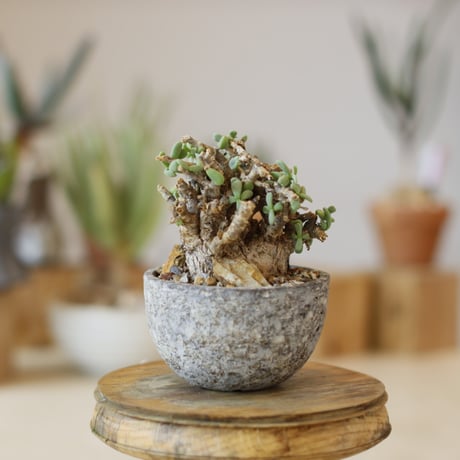 Ceraria pygmaea × takero pot (3.5号)  no.1214/48