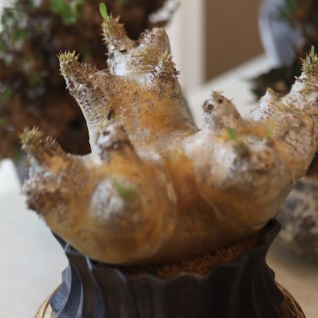 Pachypodium densiflorum × soso    no.818111