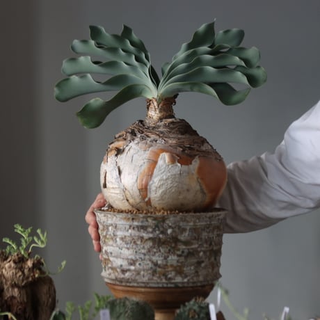 Boophone haemanthoides × takero pot    no.1201-42