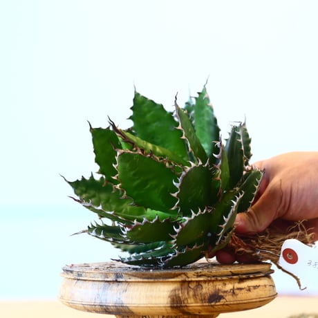 Agave horrida / Style of Chika   no.1015/71