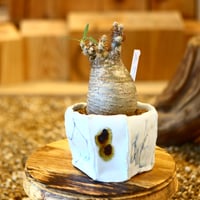 Pachypodium gracilius × Sun Honma   no.22516