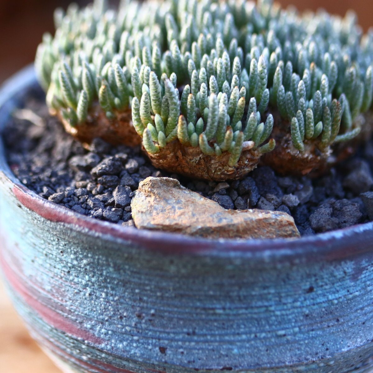多肉植物）アボニア クイナリアssp． アルストニー 赤花 Sサイズ