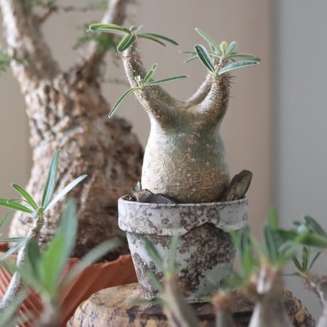 Pachypodium gracilius × YAMABACHI var. takero pot    no.51222